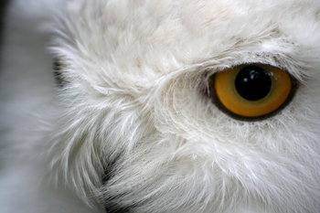 This macro photo of the eye of a snowy owl was taken by Amsterdam photographer Herman Brinkman.